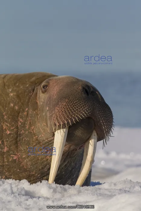 : Walrus - adult male portrait - Svalbard, Norway : Walrus - adult male portrait - Svalbard, Norway