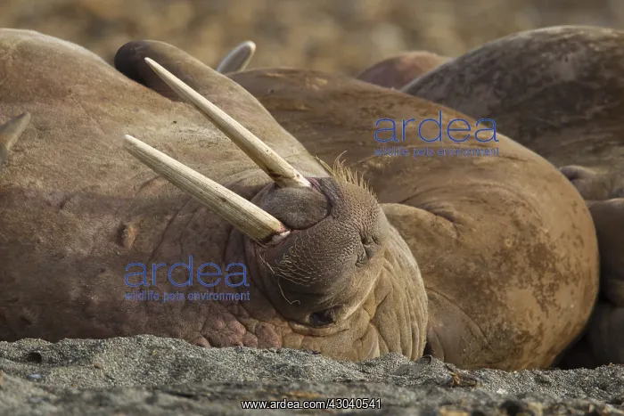 : Walrus - adult male portrait - Svalbard, Norway : Walrus - adult male portrait - Svalbard, Norway
