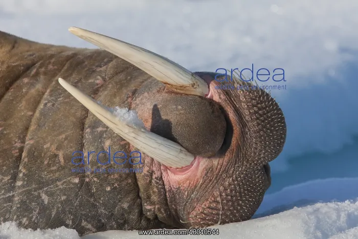 : Walrus - adult male portrait - Svalbard, Norway : Walrus - adult male portrait - Svalbard, Norway