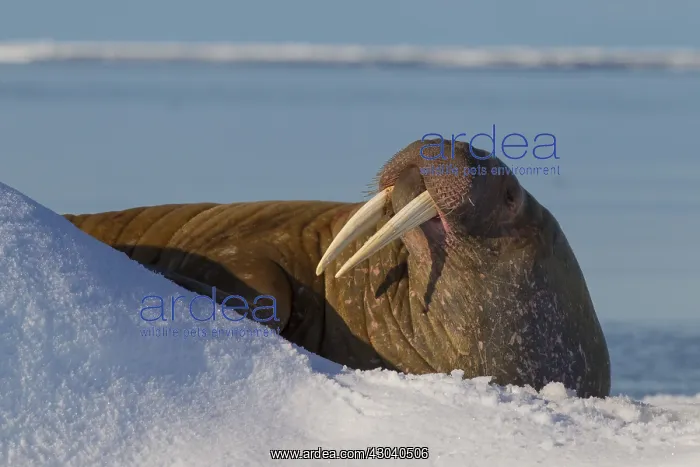 : Walrus - adult male resting on ice floe - Svalbard, Norway