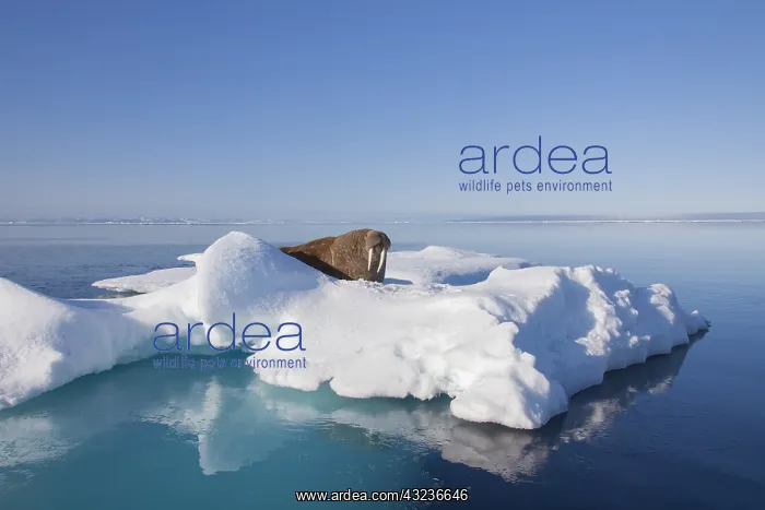 : Walrus - adult male resting on ice floe - Svalbard, Norway : Walrus - adult male resting on ice floe - Svalbard, Norway