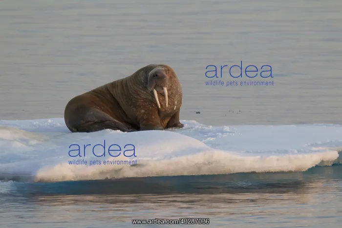 : Walrus - adult male resting on ice floe - Svalbard : Walrus - adult male resting on ice floe - Svalbard