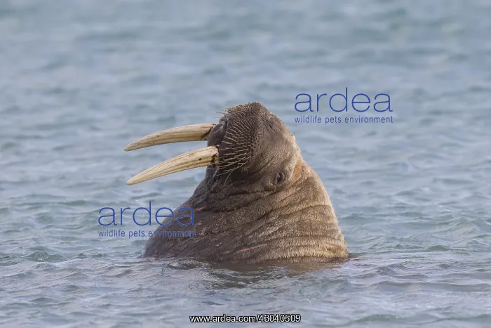  : Walrus - adult male - Svalbard, Norway
