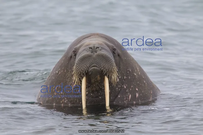  : Walrus - adult male - Svalbard, Norway