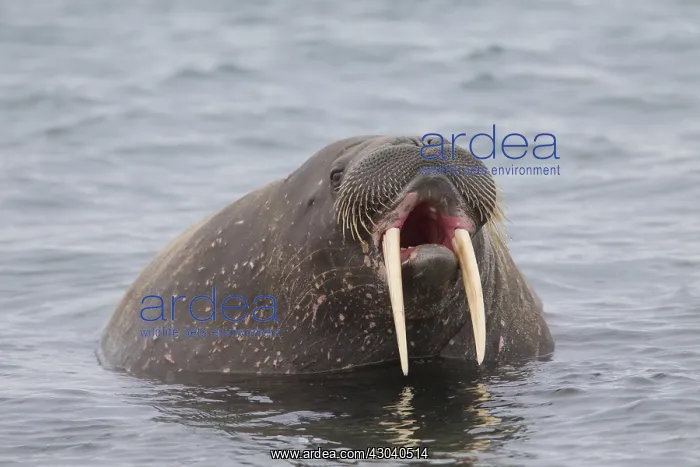  : Walrus - adult male - Svalbard, Norway