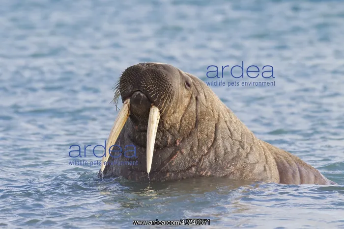  : Walrus - adult male - Svalbard, Norway