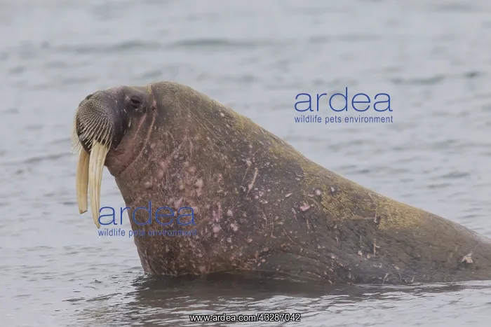 : Walrus - adult male - Svalbard, Norway : Walrus - adult male - Svalbard, Norway