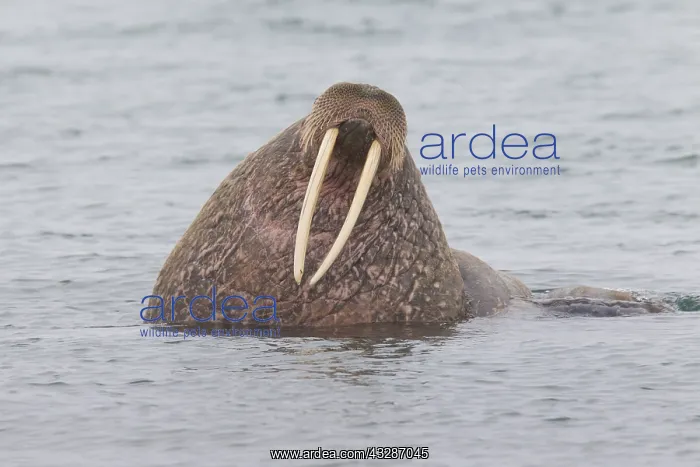 : Walrus - adult male - Svalbard, Norway : Walrus - adult male - Svalbard, Norway
