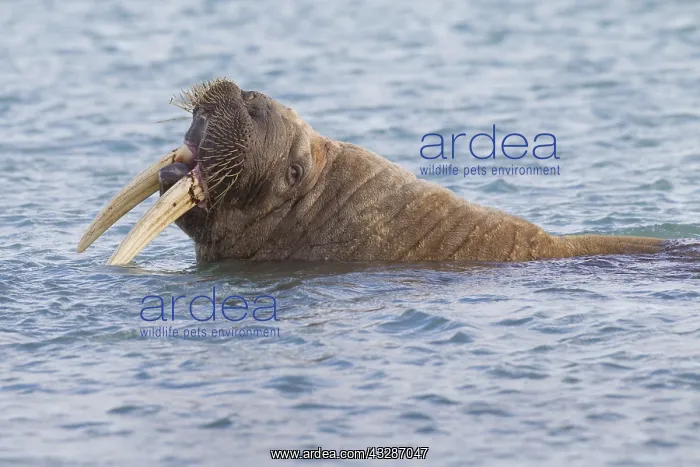 : Walrus - adult male - Svalbard, Norway : Walrus - adult male - Svalbard, Norway
