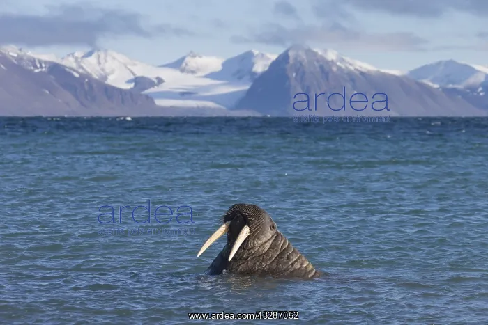 : Walrus - adult male - Svalbard, Norway : Walrus - adult male - Svalbard, Norway