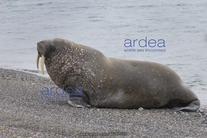 : Walrus - adult male - Svalbard, Norway : Walrus - adult male - Svalbard, Norway