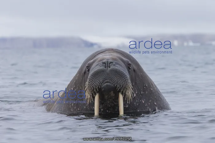 : Walrus - adult male - Svalbard, Norway : Walrus - adult male - Svalbard, Norway