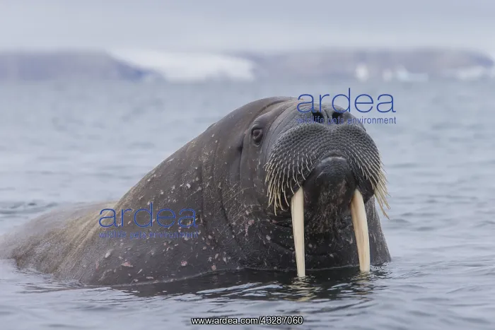 : Walrus - adult male - Svalbard, Norway : Walrus - adult male - Svalbard, Norway