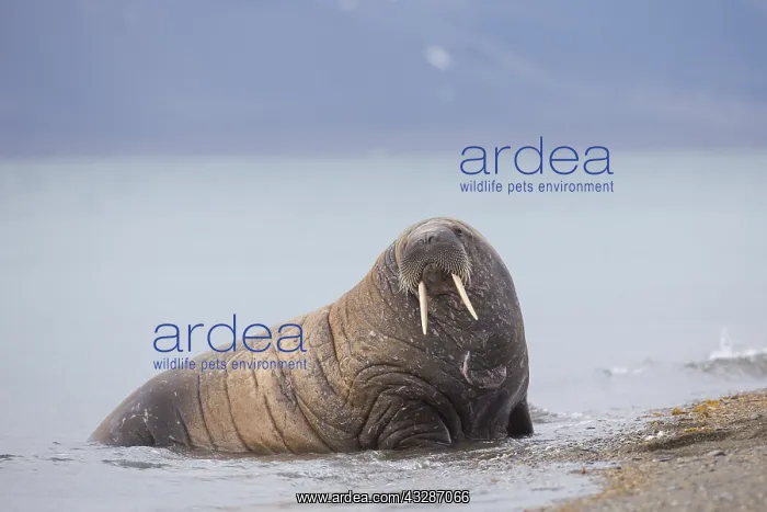 : Walrus - adult male - Svalbard, Norway : Walrus - adult male - Svalbard, Norway