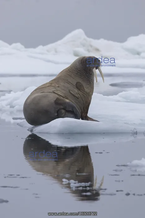 : Walrus - adult resting on ice - Spetsbergen, Norway : Walrus - adult resting on ice - Spetsbergen, Norway