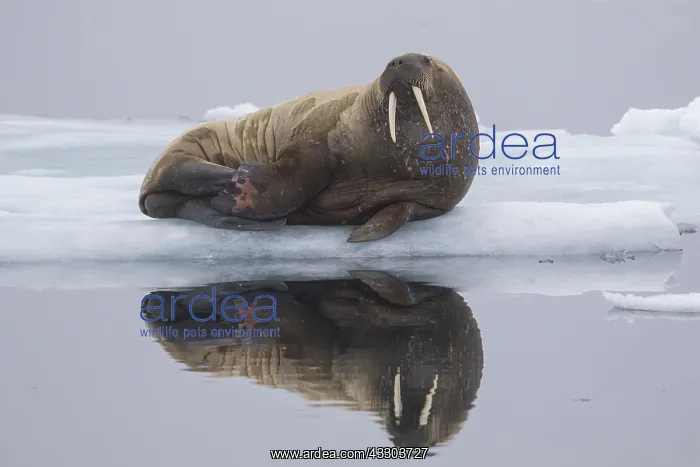 : Walrus - adult resting on ice - Spetsbergen, Norway : Walrus - adult resting on ice - Spetsbergen, Norway