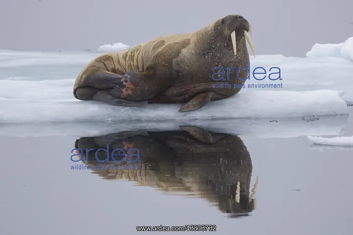 : Walrus - adult resting on ice - Spetsbergen, Norway : Walrus - adult resting on ice - Spetsbergen, Norway