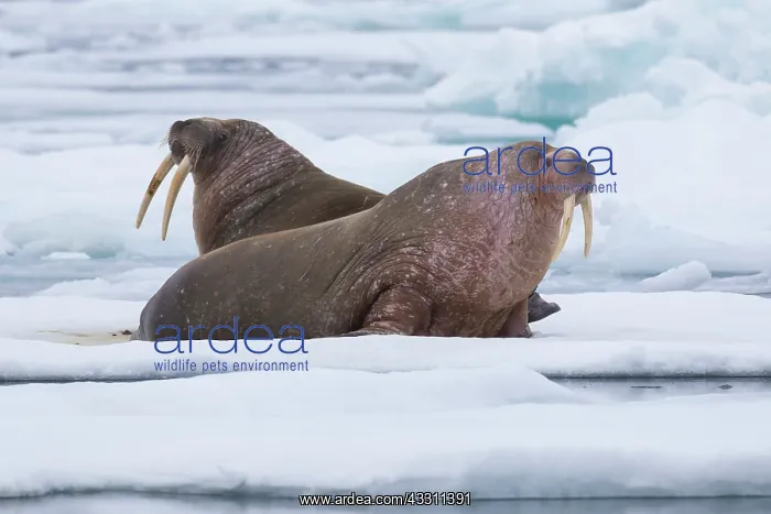 : Walrus - two adults resting on ice - Svalbard, Norway : Walrus - two adults resting on ice - Svalbard, Norway