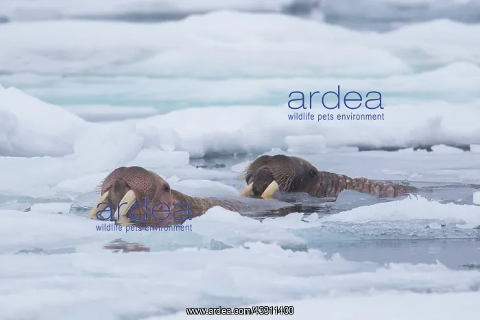 : Walrus - two adults swimming - Svalbard, Norway : Walrus - two adults swimming - Svalbard, Norway