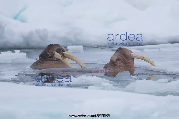 : Walrus - two adults swimming - Svalbard, Norway : Walrus - two adults swimming - Svalbard, Norway