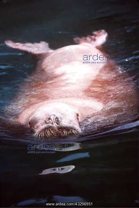 : WALRUS - albino : WALRUS - albino