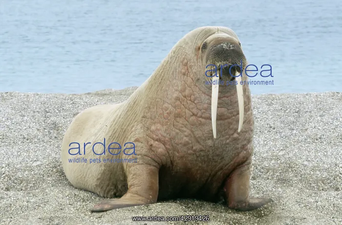 : Walrus - on beach (background of image manipulated ) : Walrus - on beach (background of image manipulated )
