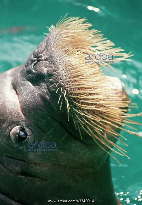  : Walrus - close-up of whiskers