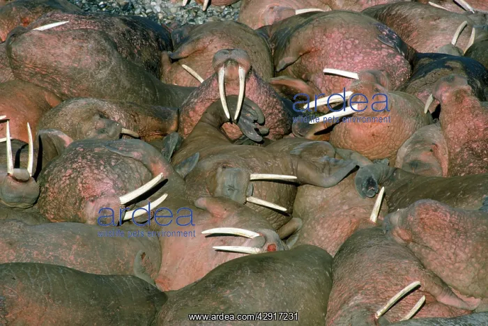 : Walrus - colony : Walrus - colony