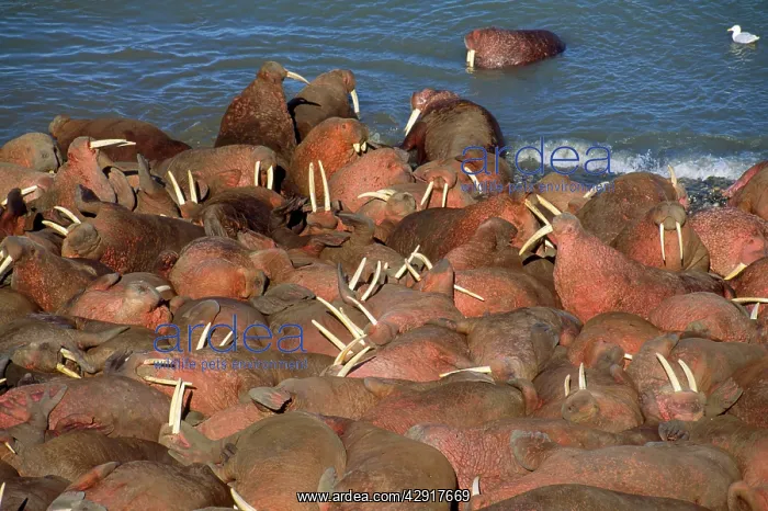 : Walrus - colony : Walrus - colony