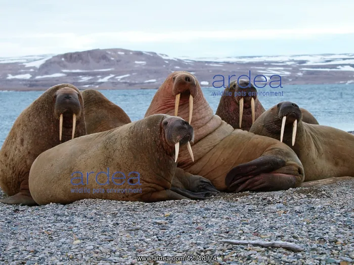 : Walrus - group : Walrus - group