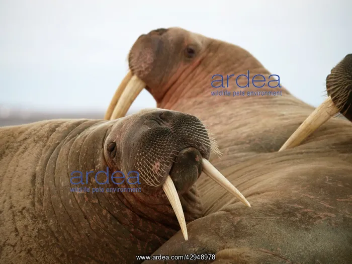 : Walrus - group : Walrus - group