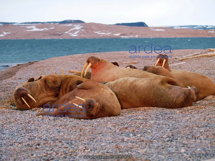 : Walrus - group : Walrus - group