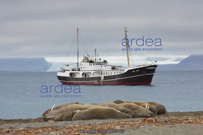 : Walrus - group resting on beach with ship in the : Walrus - group resting on beach with ship in the
