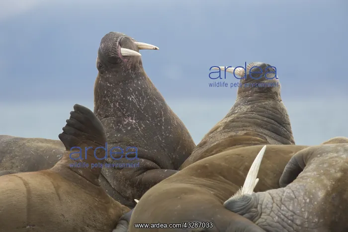 : Walrus - group resting at the beach - Svalbard : Walrus - group resting at the beach - Svalbard