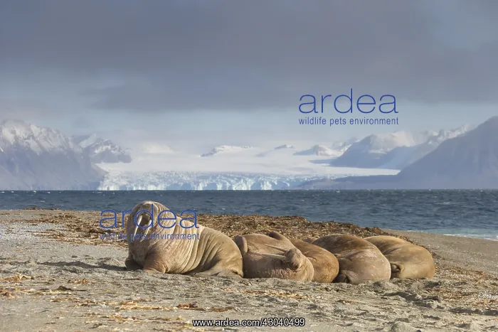 : Walrus - group resting at the beach - Svalbard, Norway : Walrus - group resting at the beach - Svalbard, Norway