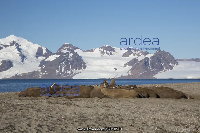 : Walrus - group resting at the beach - Svalbard, Norway : Walrus - group resting at the beach - Svalbard, Norway