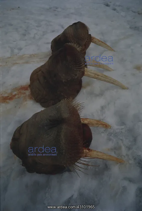 : Walrus Heads (Killed for Ivory) : Walrus Heads (Killed for Ivory)