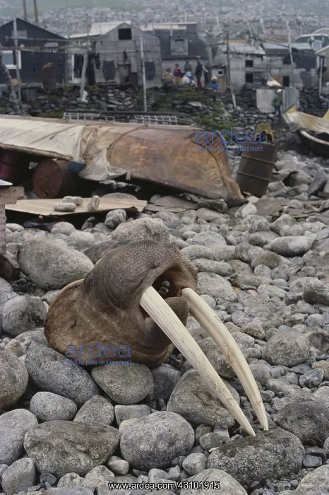 : Walrus Killed for Ivory : Walrus Killed for Ivory