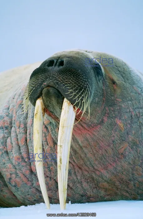  : WALRUS - lying on snow, C / U of head