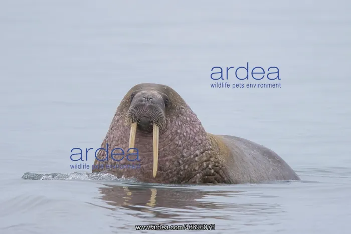 : Walrus male : Walrus male