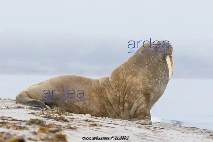 : Walrus male : Walrus male