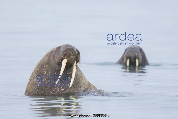 : Walrus male : Walrus male