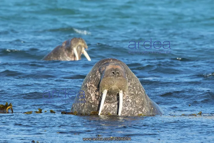 : Walrus male : Walrus male