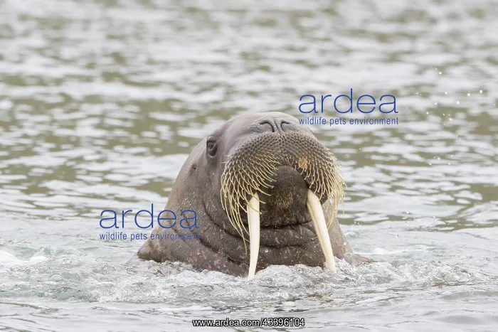 : Walrus male : Walrus male