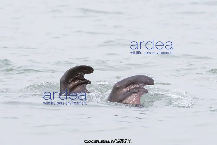 : Walrus male : Walrus male