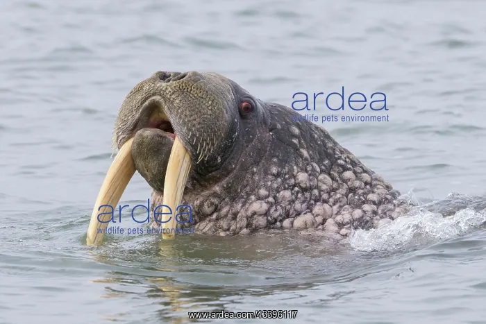 : Walrus male : Walrus male