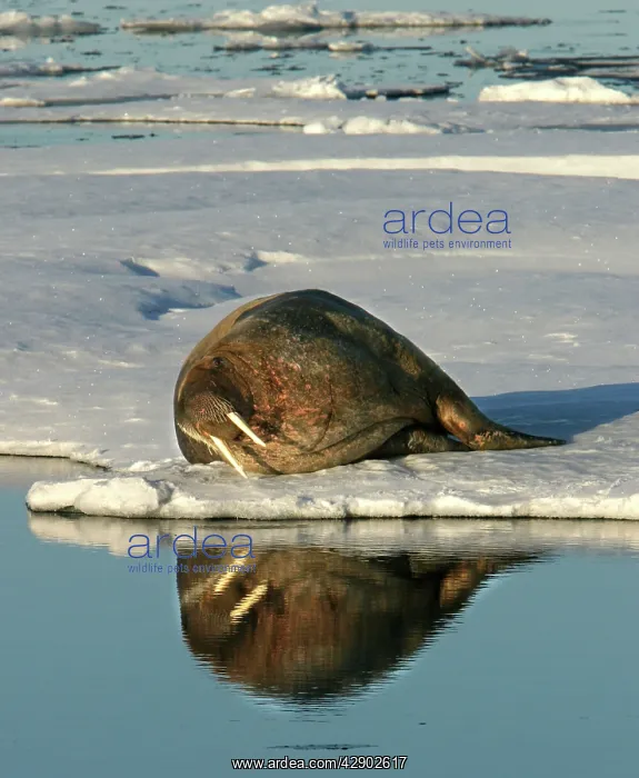 : Walrus male resting on ice : Walrus male resting on ice