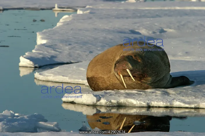 : Walrus male resting on ice : Walrus male resting on ice