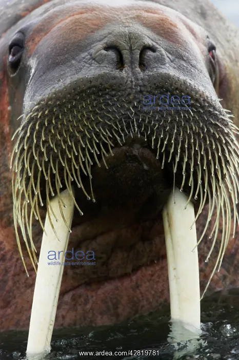 : Walrus - Male in sea : Walrus - Male in sea