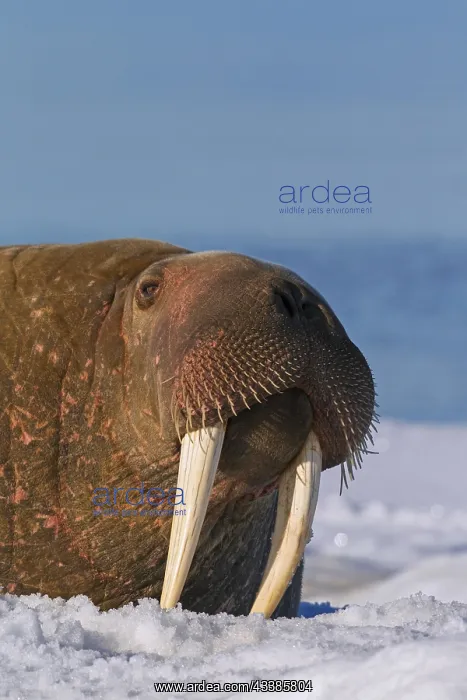 : Walrus (Odobenus rosmarus) close up portrait of : Walrus (Odobenus rosmarus) close up portrait of